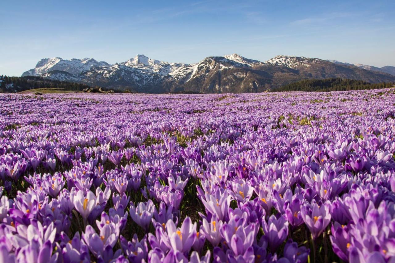 Koca Ojstrica - Velika Planina Vila Stahovica Exterior foto