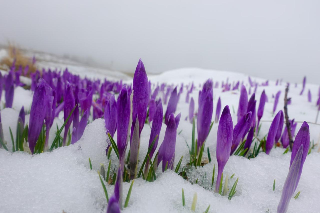 Koca Ojstrica - Velika Planina Vila Stahovica Exterior foto
